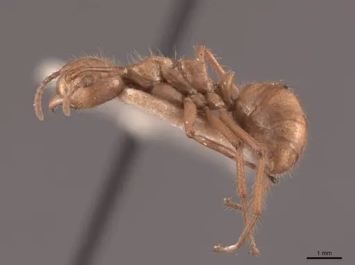 Dolichoderus abruptus - FMNHINS0000045048