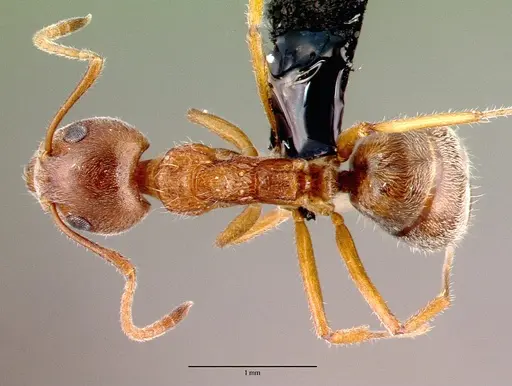 Dolichoderus affinis specimen