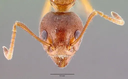 Dolichoderus affinis specimen