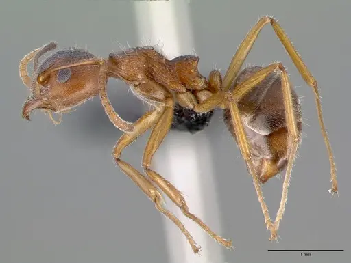 Dolichoderus affinis specimen