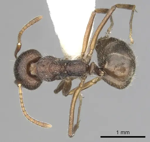 Dolichoderus affinis - CASENT0249575