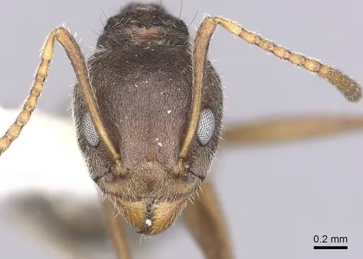 Dolichoderus affinis - CASENT0249575