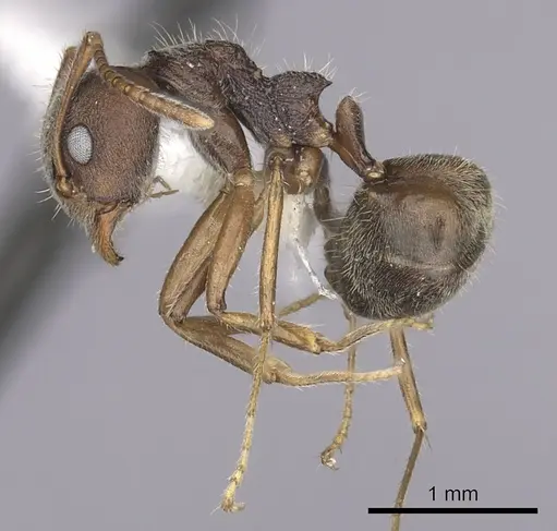 Dolichoderus affinis - CASENT0249575