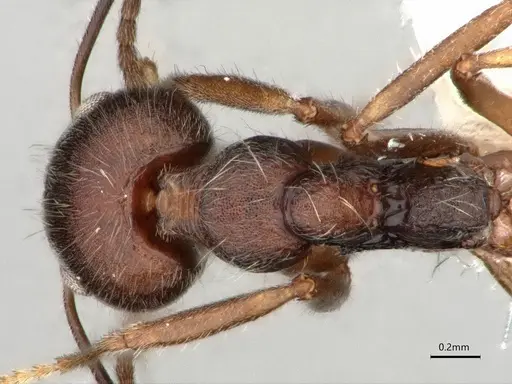 Dolichoderus affinis - CASENT0866541