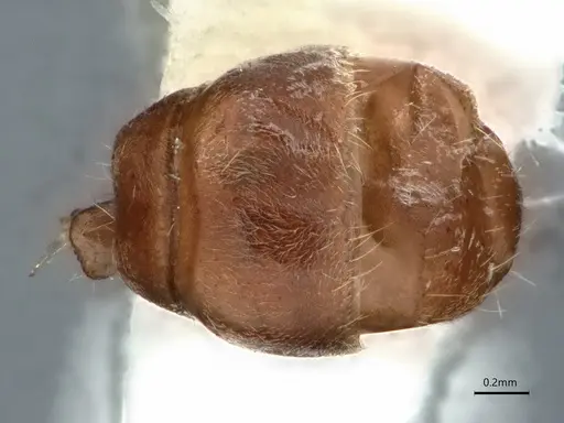 Dolichoderus affinis - CASENT0866541