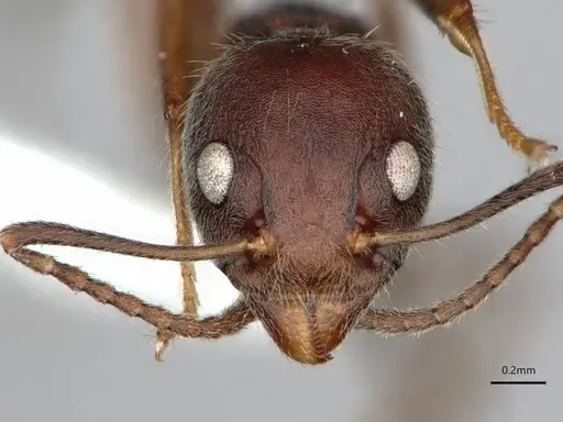 Dolichoderus affinis - CASENT0866541