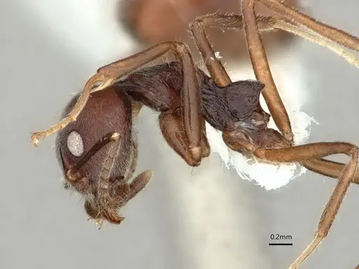 Dolichoderus affinis - CASENT0866541