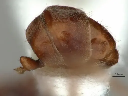 Dolichoderus affinis - CASENT0866541