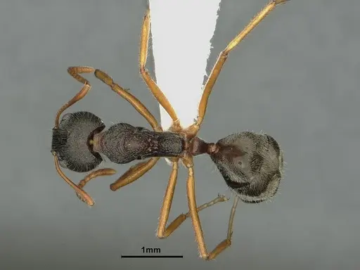 Dolichoderus affinis - CASENT0886075