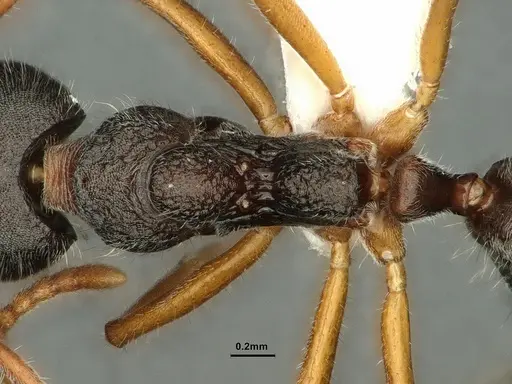 Dolichoderus affinis - CASENT0886075