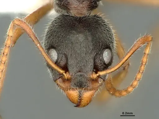 Dolichoderus affinis - CASENT0886075