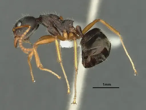 Dolichoderus affinis - CASENT0886075