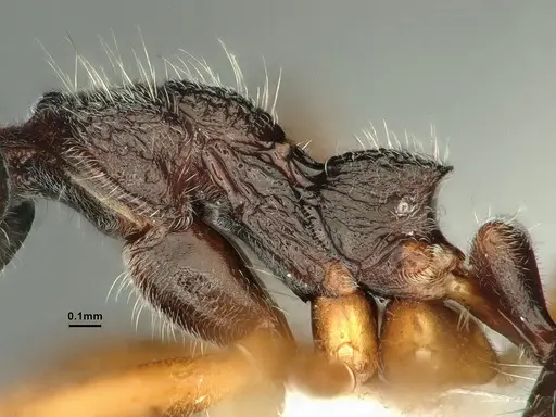 Dolichoderus affinis - CASENT0886075