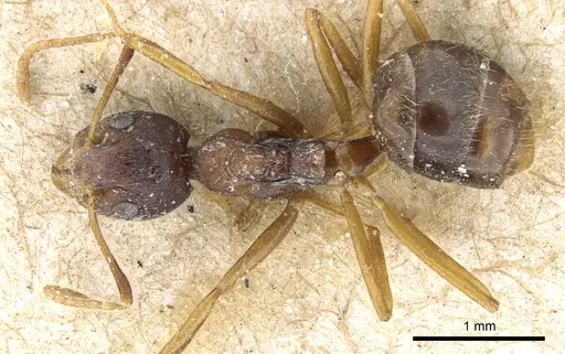 Dolichoderus affinis - CASENT0905017