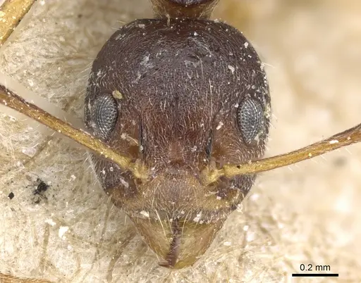 Dolichoderus affinis - CASENT0905017