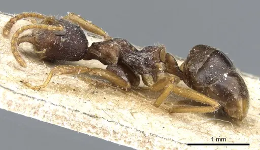 Dolichoderus affinis - CASENT0905017