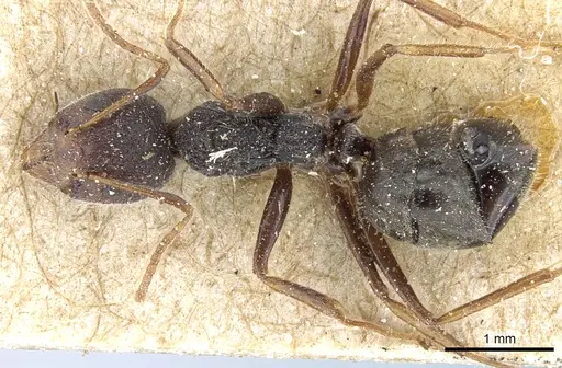 Dolichoderus affinis - CASENT0905018