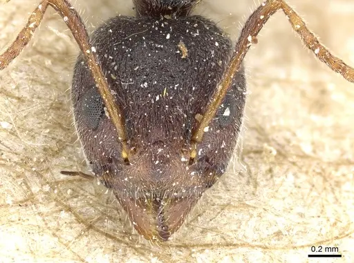 Dolichoderus affinis - CASENT0905018