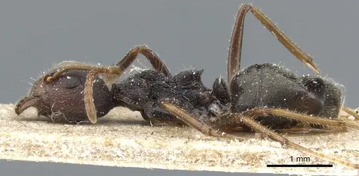 Dolichoderus affinis - CASENT0905018