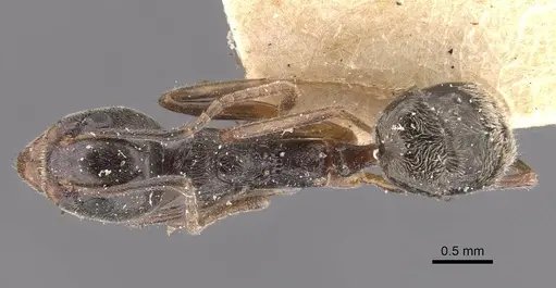 Dolichoderus affinis - CASENT0909479