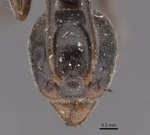 Dolichoderus affinis - CASENT0909479