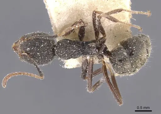 Dolichoderus affinis - CASENT0911502