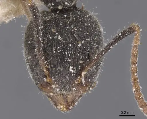 Dolichoderus affinis - CASENT0911502