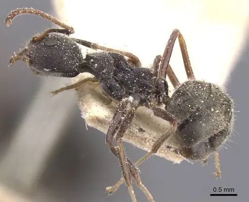 Dolichoderus affinis - CASENT0911502