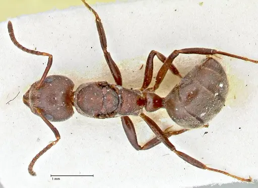 Dolichoderus affinis - FOCOL2780