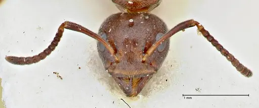 Dolichoderus affinis - FOCOL2780