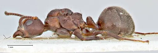 Dolichoderus affinis - FOCOL2780