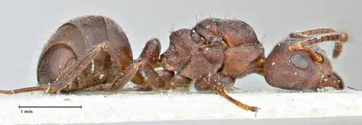 Dolichoderus affinis - FOCOL2780