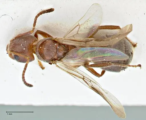 Dolichoderus affinis - FOCOL2781