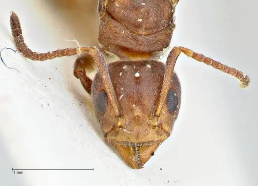 Dolichoderus affinis - FOCOL2781