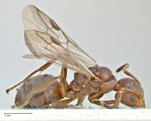 Dolichoderus affinis - FOCOL2781