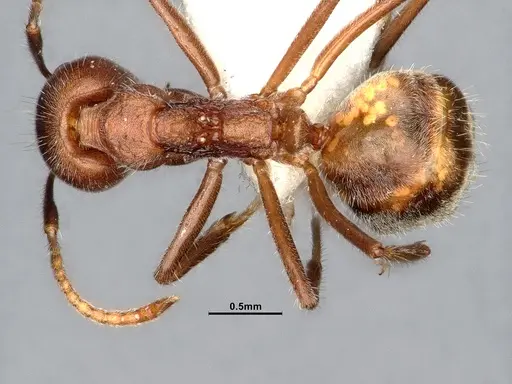 Dolichoderus affinis - SMFHYM0008909