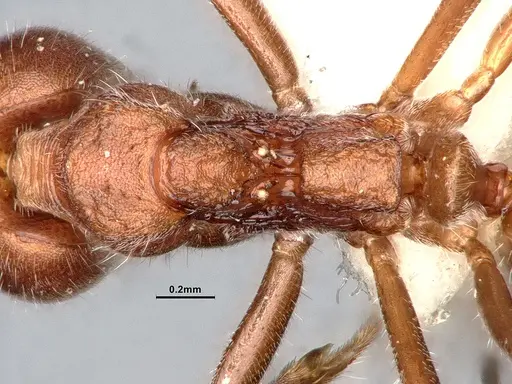 Dolichoderus affinis - SMFHYM0008909