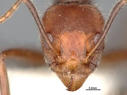 Dolichoderus affinis - SMFHYM0008909