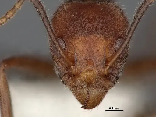 Dolichoderus affinis - SMFHYM0008909