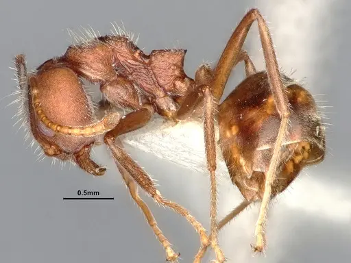 Dolichoderus affinis - SMFHYM0008909