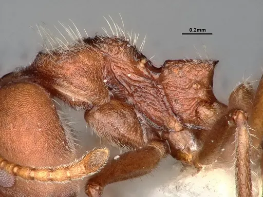 Dolichoderus affinis - SMFHYM0008909