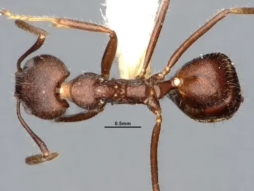 Dolichoderus affinis - SMFHYM0008910