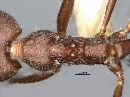 Dolichoderus affinis - SMFHYM0008910