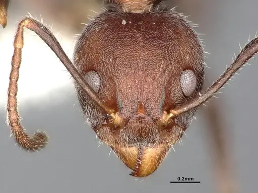 Dolichoderus affinis - SMFHYM0008910