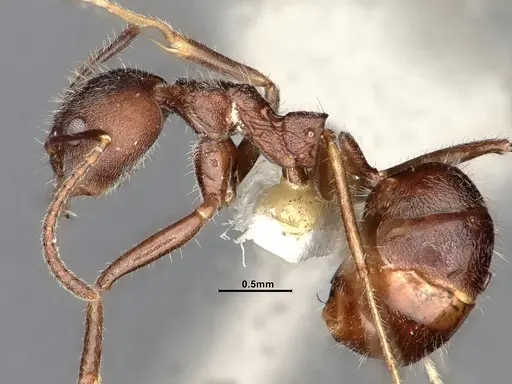 Dolichoderus affinis - SMFHYM0008910