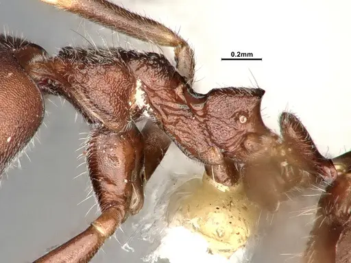 Dolichoderus affinis - SMFHYM0008910