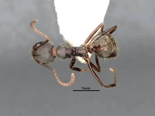 Dolichoderus affinis - SMFHYM0008912