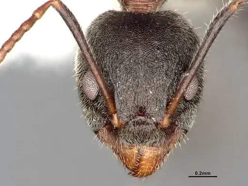 Dolichoderus affinis - SMFHYM0008912