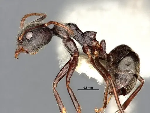 Dolichoderus affinis - SMFHYM0008912