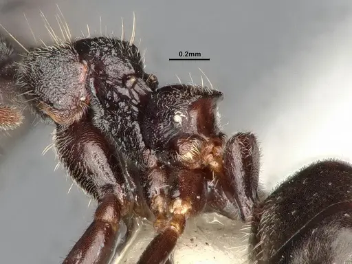 Dolichoderus affinis - SMFHYM0008912